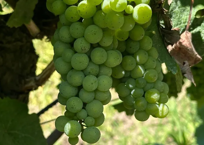 아파트 Fridolin 첼 안 데어 모젤